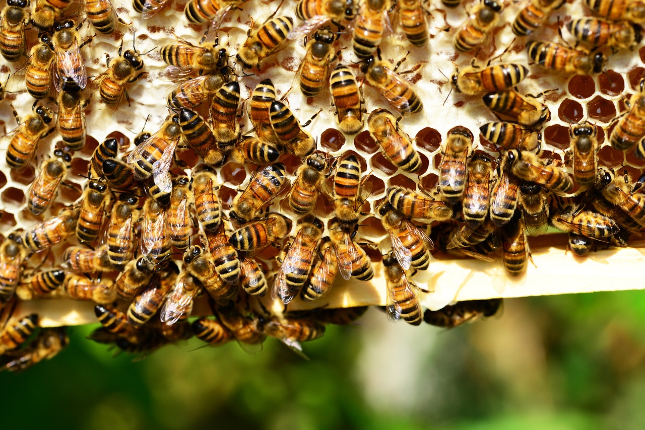 En bikube med honning. Foto: CC0 Public Domain - Max Pixel