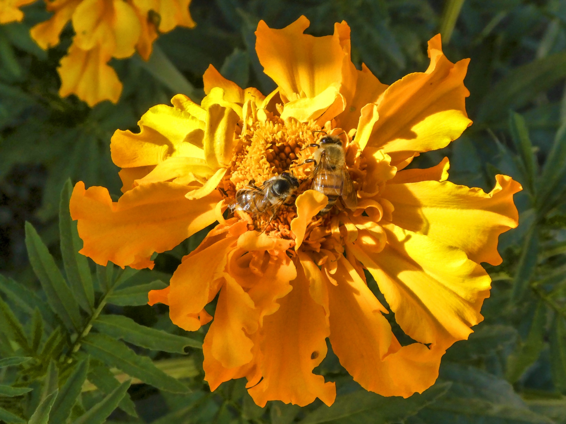 Honningbier på blomster. Foto: Linnaea Mallette
