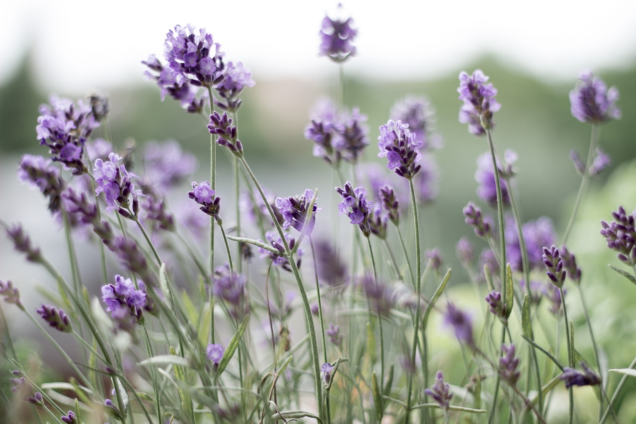 Lavendel er en plante som tiltrekker seg bier og humler. Foto: MsLibri