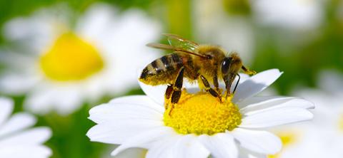 Bier og pollinering