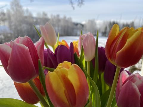 Tulipaner 
