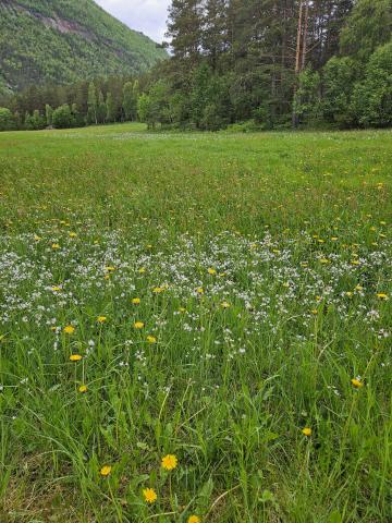 Bilete av sommareng, gras og blomar