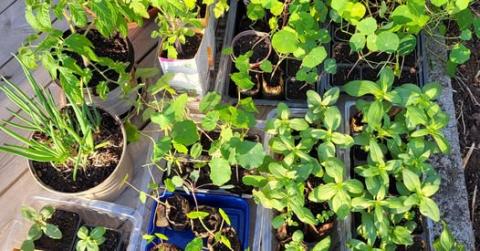Velkommen til planteloppemarked