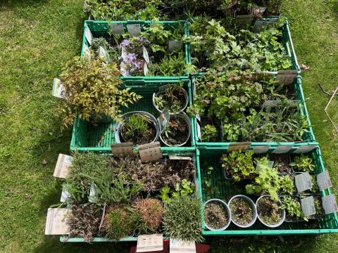 Planter som selges