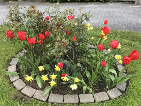 Rose- og liljebedet vart flott! - Anne sin innsats!