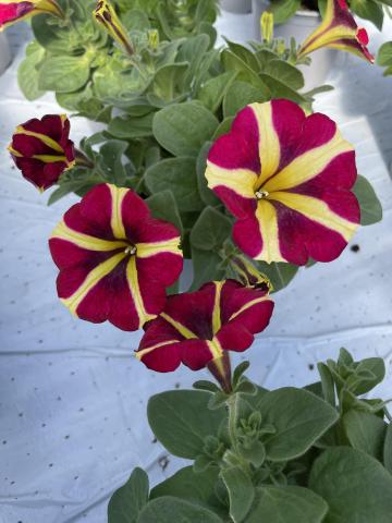 Petunia