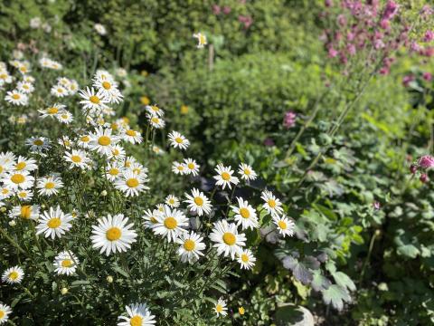 I midten av juni blomstrer prestekragene og akeleiene for fullt (foto: Inger S. Haug). 