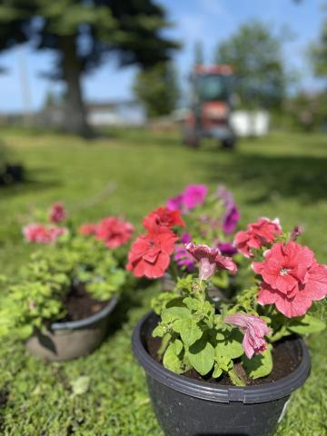 Planter og hagerelaterte ting kan vi selge på vår stand