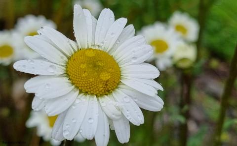 Blomster: Prestekrage