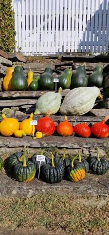 Gresskarproduksjon hos Christine