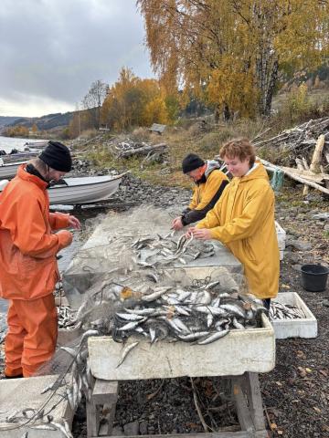 Masterstudent Maja Loberg var med på Lågåsildfiske rundt Mjøsa. 