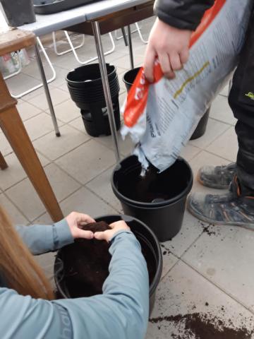 Setter potet i potetpotter