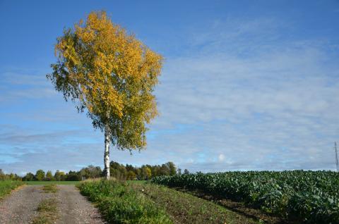 Oktober høst og tid for Årsmøte