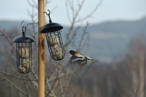 Foto: Helle Cecilie Berger