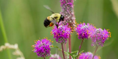 En humle pollinerer en kløver Dalea Purpurea. Foto: NPS Foto av Erin Anfinson
