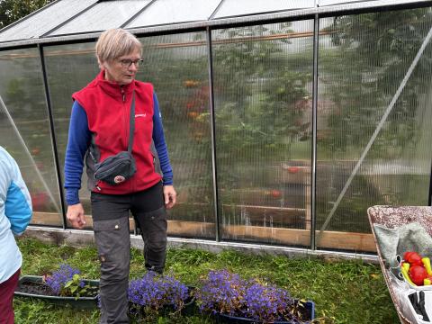 Lobelia som blomstrer nå