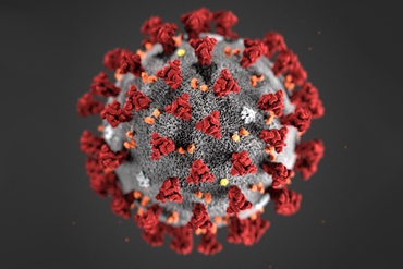 koronavirus
