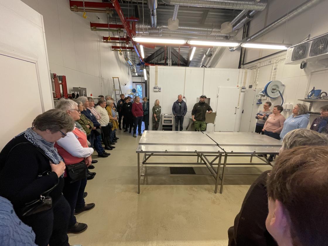 Omvisning i slakteriet