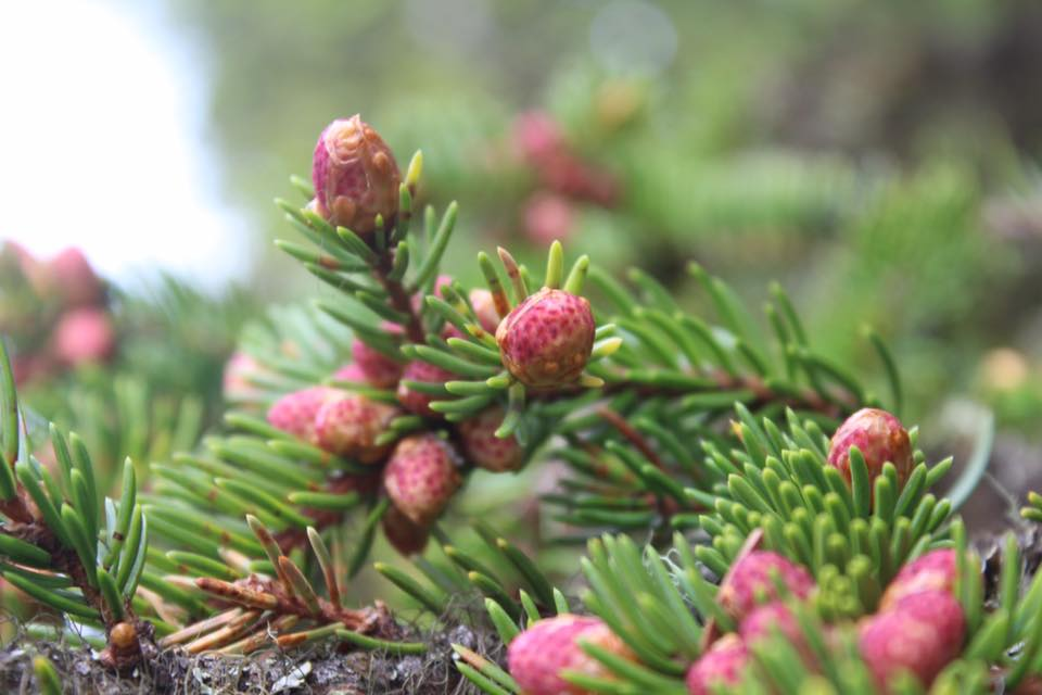 Fin farge på konglene!