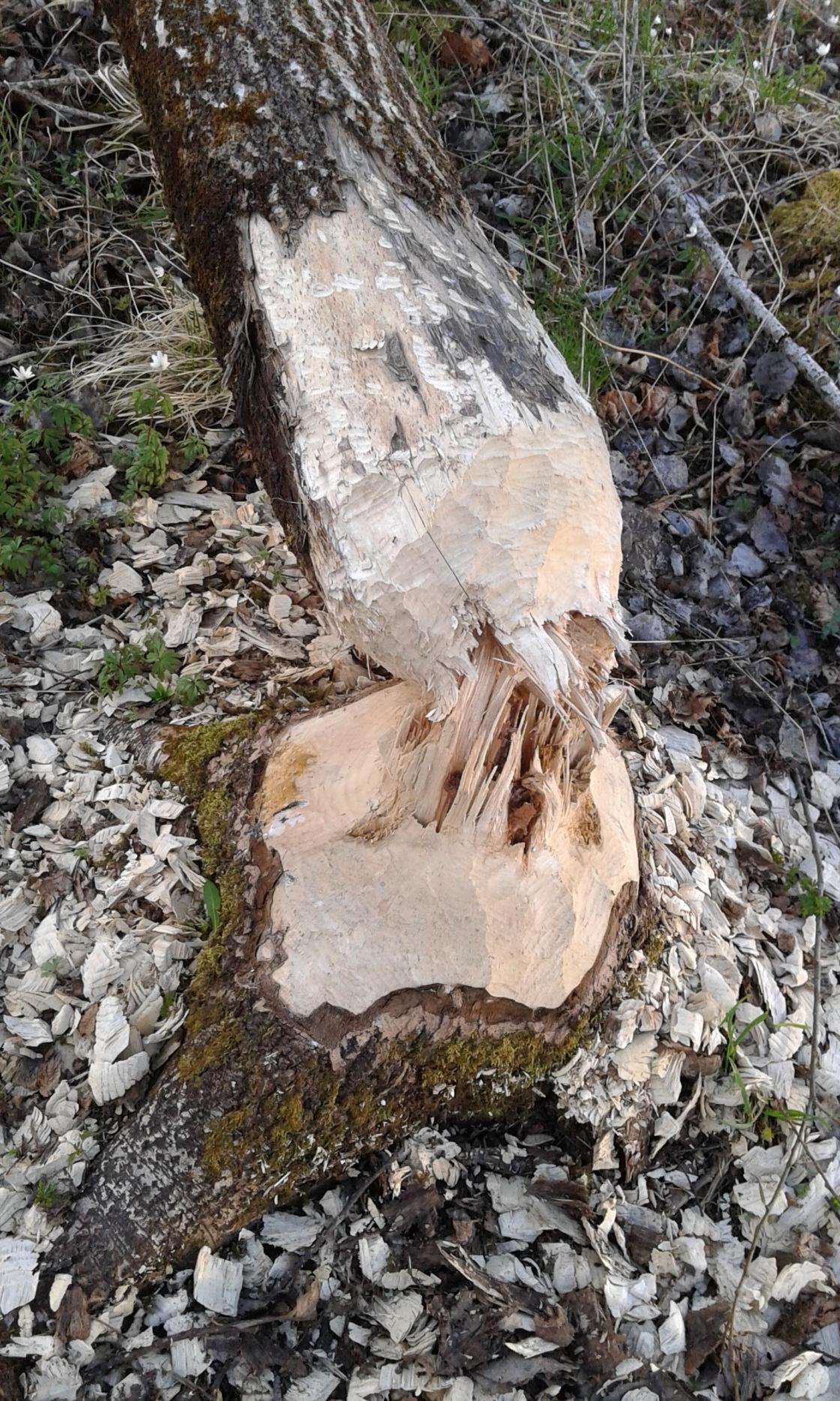 Her har Beveren vært på besøk.