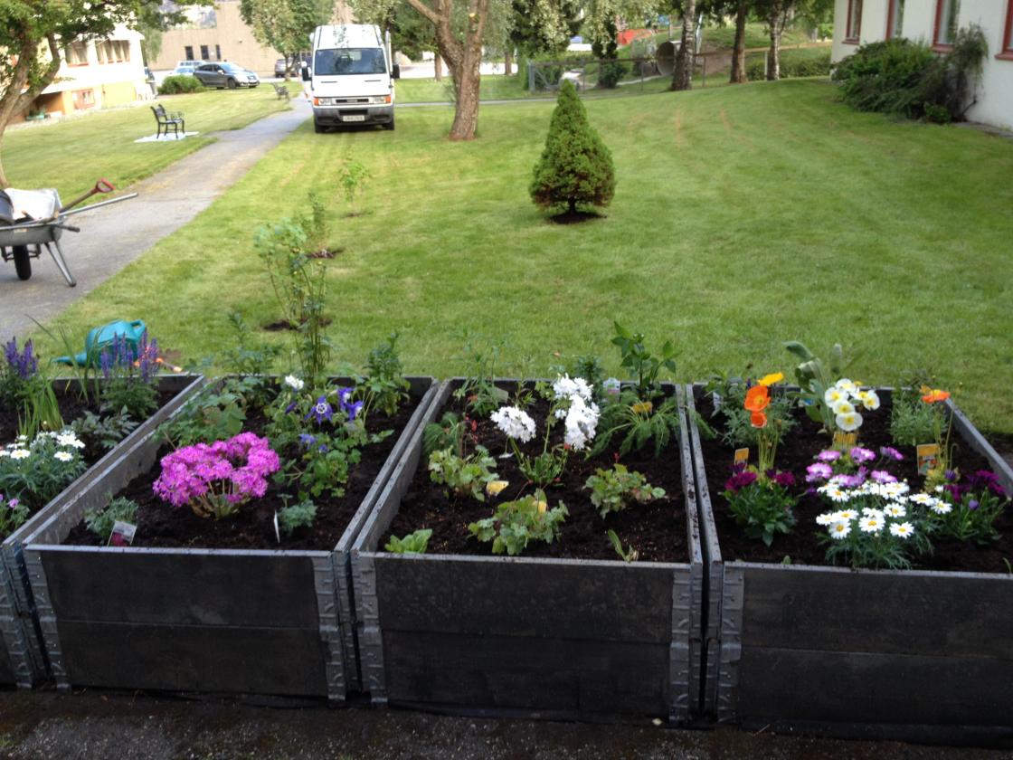 Dugnad - Staudebedet i pallekasser.