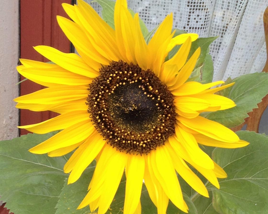 Solsikke som barnehagen hadde sådd !