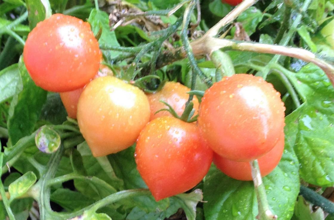 Flotte tomatar heile sommaren !