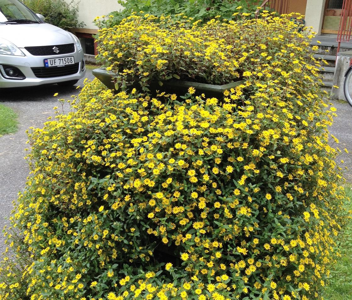 Flott, gul blomsterpyramide !