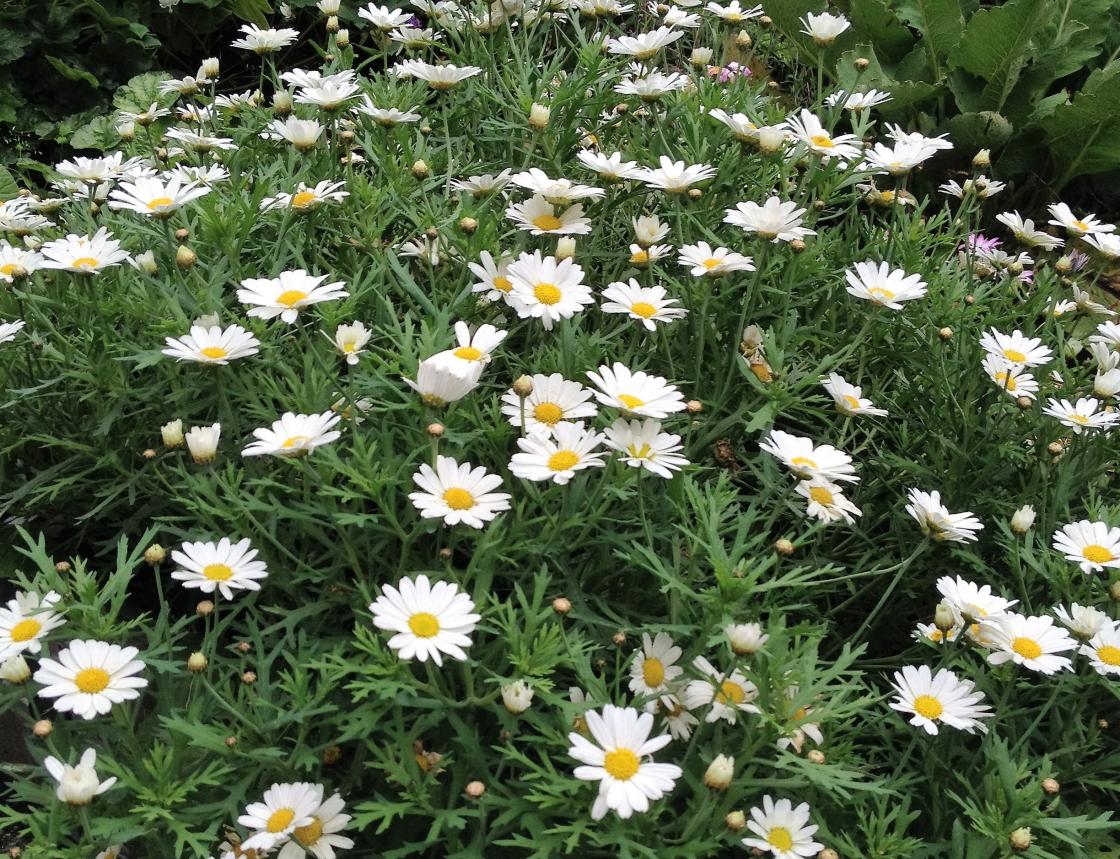 Blomsterike marguerittar !