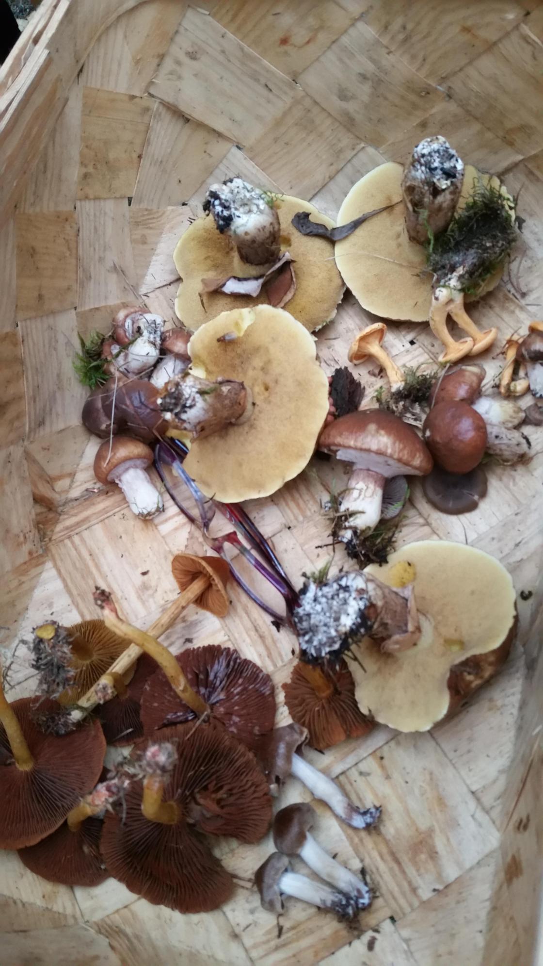 Innhold til kurven - noen fant flere!