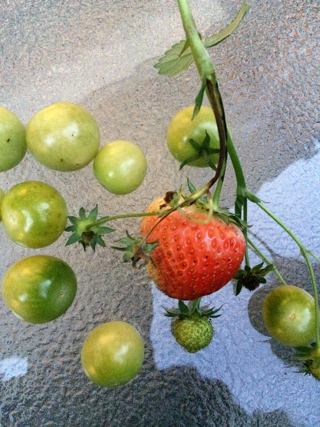 Jordbær og tomat plukka 20. oktober