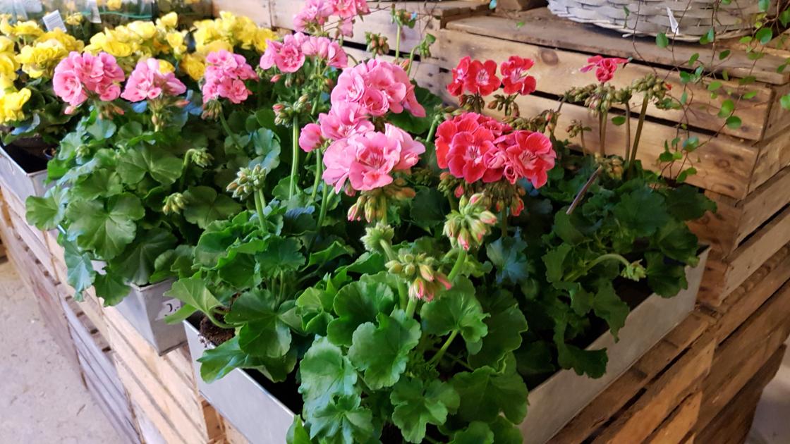Noen sorter med pelargoniaer fra gartneriet