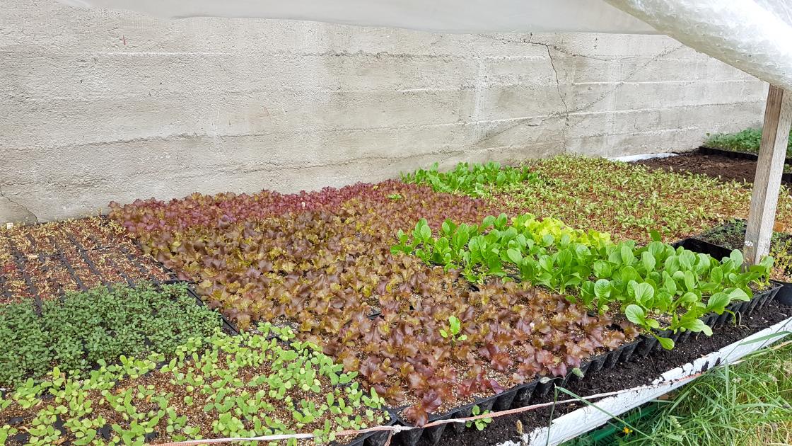 Mykje grønt og godt som skal plantast ut   foto: Aud-Marit Netteland