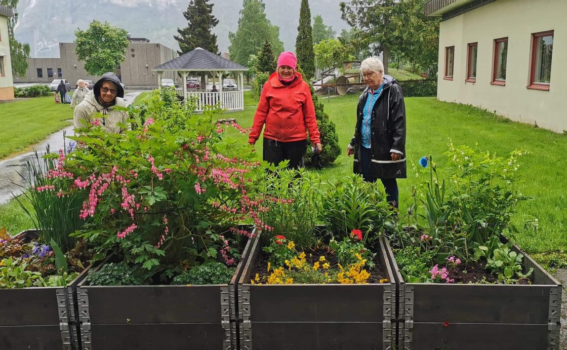 Løytnantshjerter i full blomst.