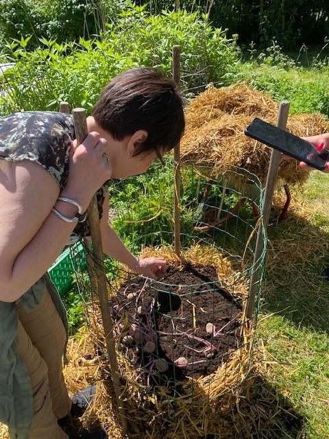 Bygging av potettårn var en annen aktivitet. Det er mulig å dyrke poteter på et lite område. Foto: Helle Cecilie Berger.