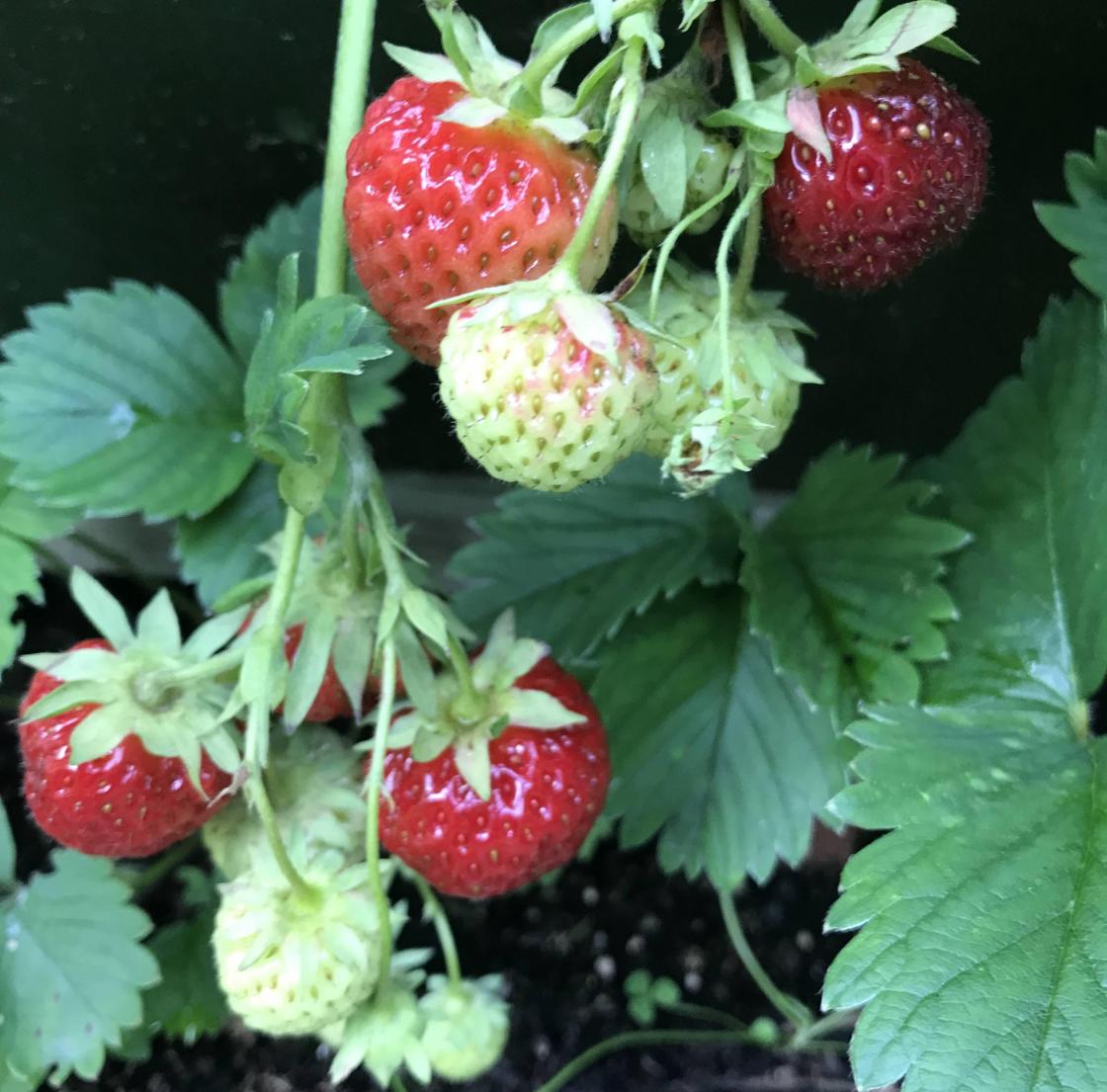 Fine, raude jordbær klare til å smake.