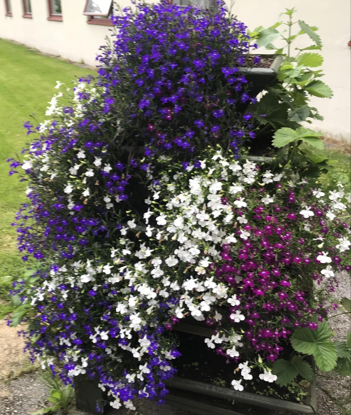 Jordbærpyramiden med lobelia på baksida.