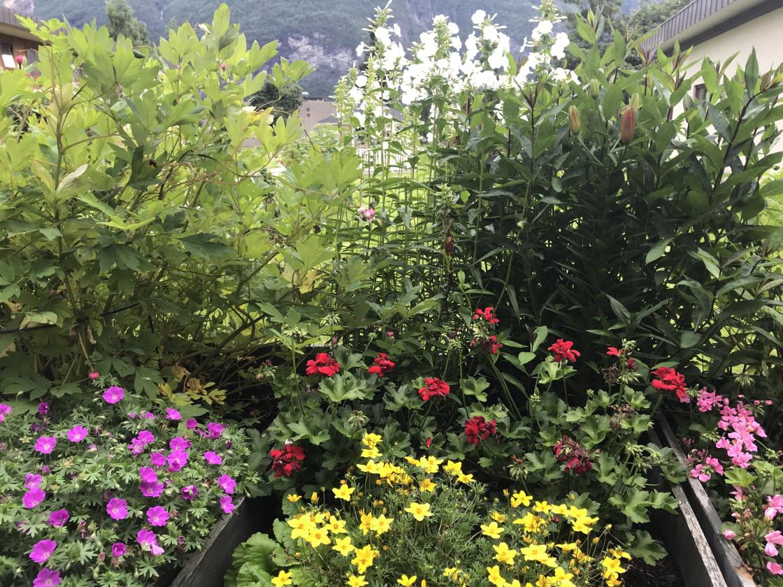Stauder og sommarblomster.