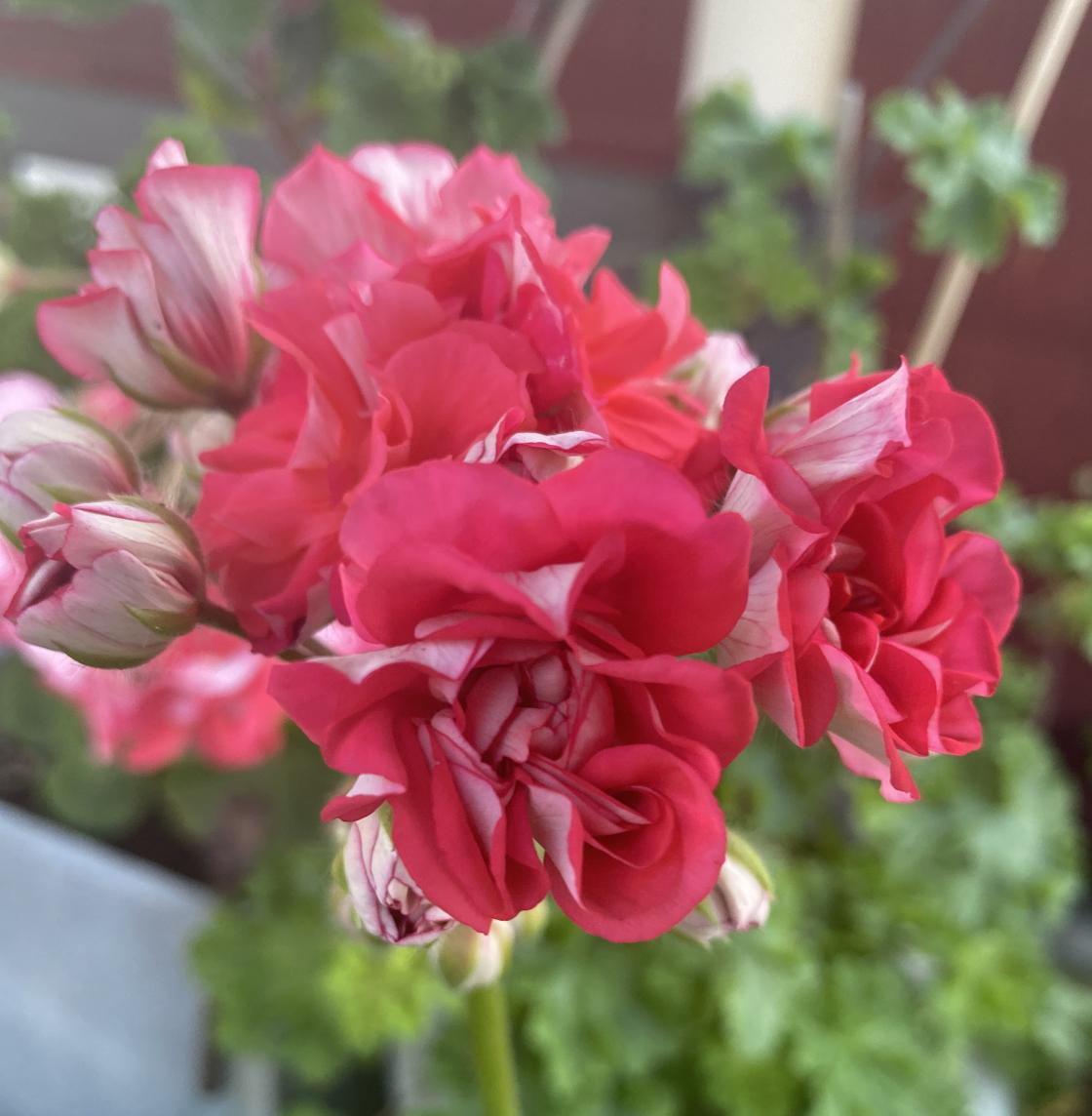 Pelargonia4