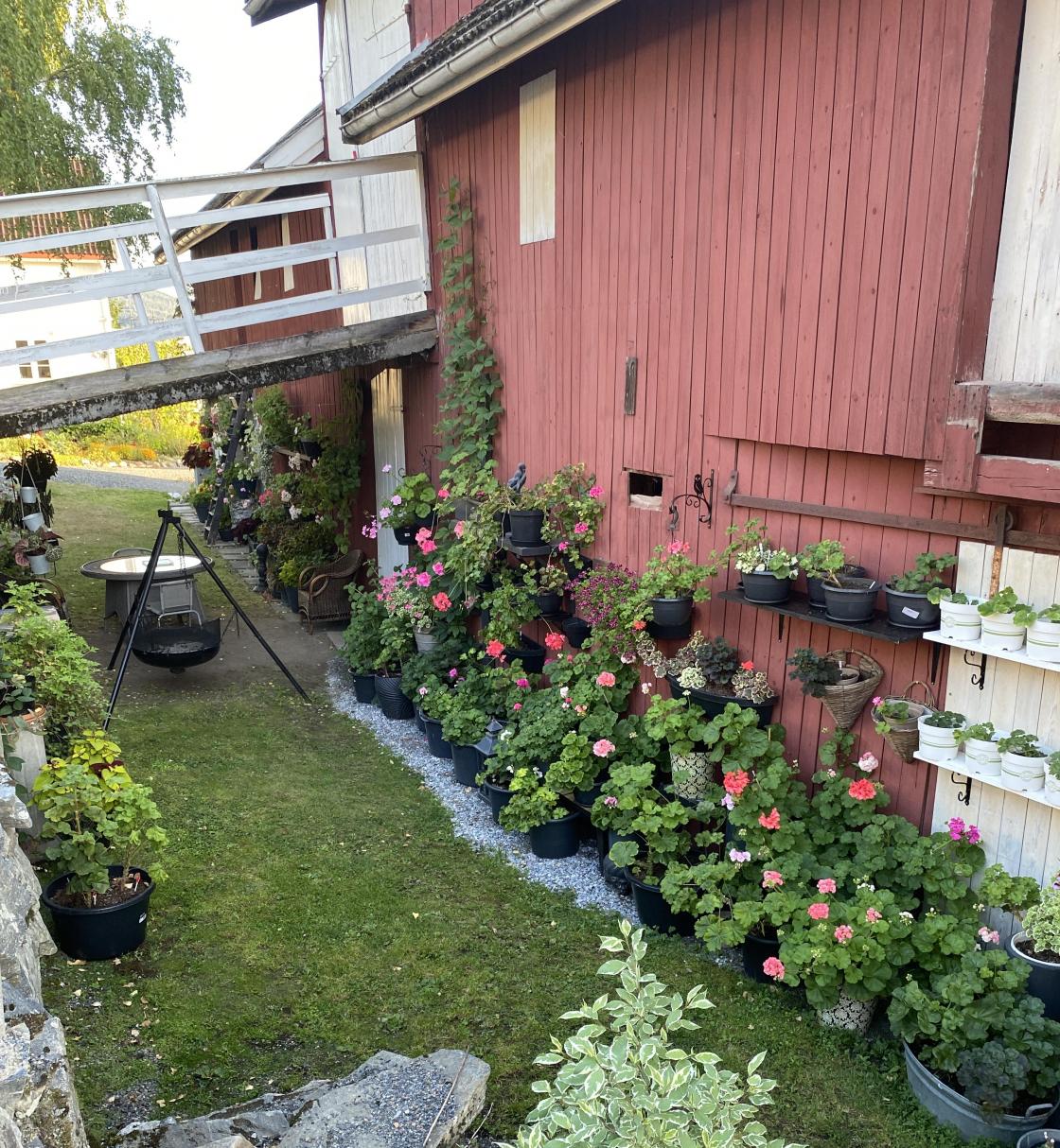 Pelargoniaer i låvevegg 2