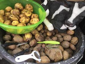 SKRELL EN POTET.....