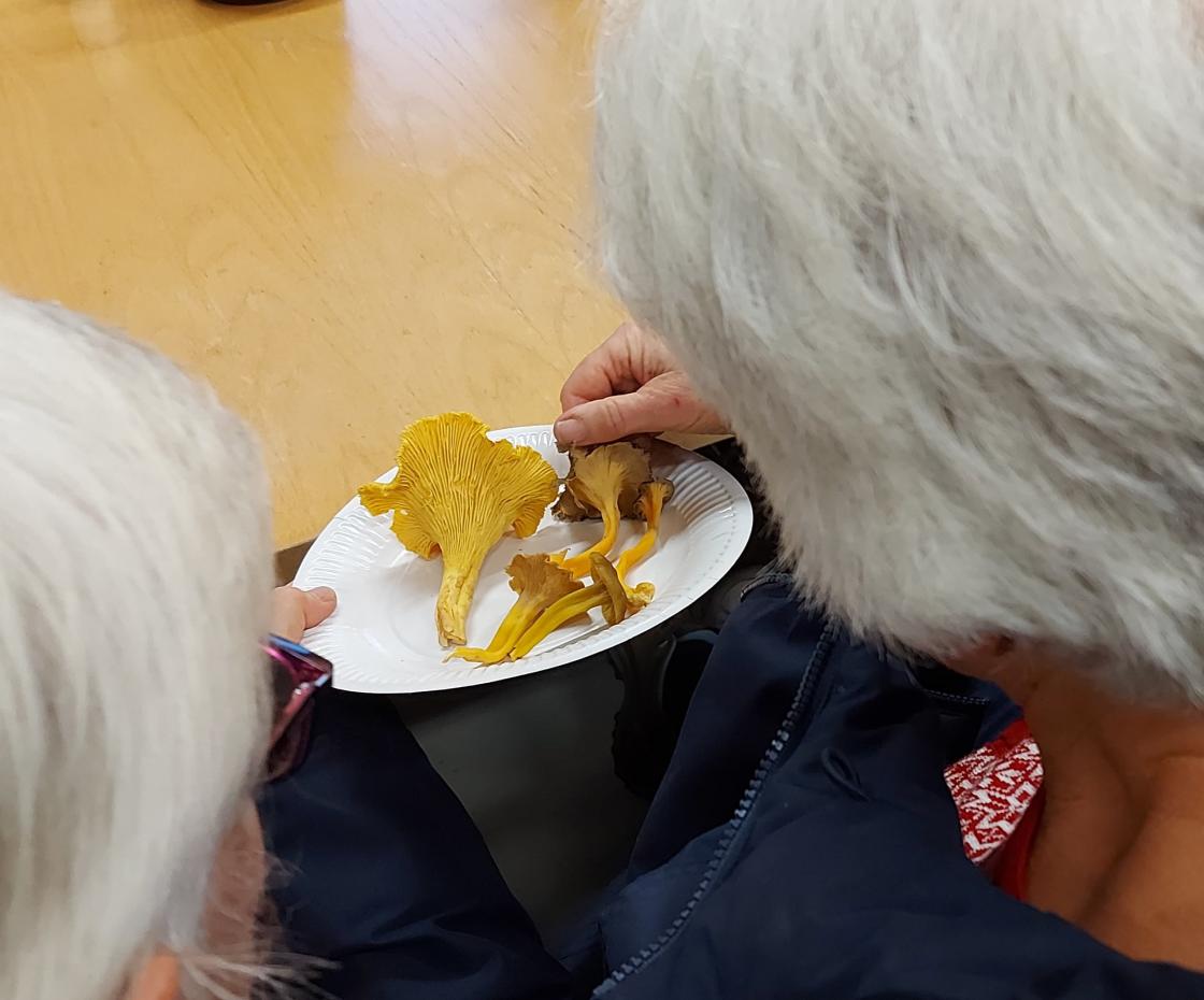 Kantarellen studeres
