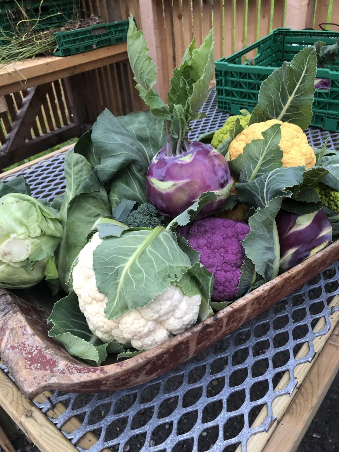 Fargerike grønsaker.  Nam - nam! - Du kunne kjøpe med heim.