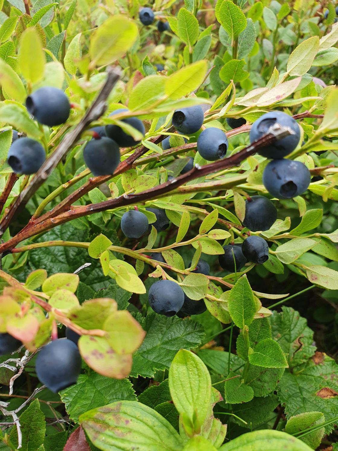 Kjempesunn - la oss plukke og ete meir!