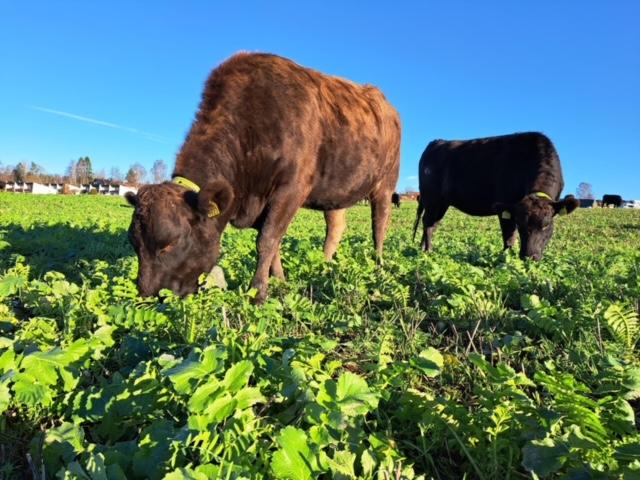 Kuer på sommerbeite