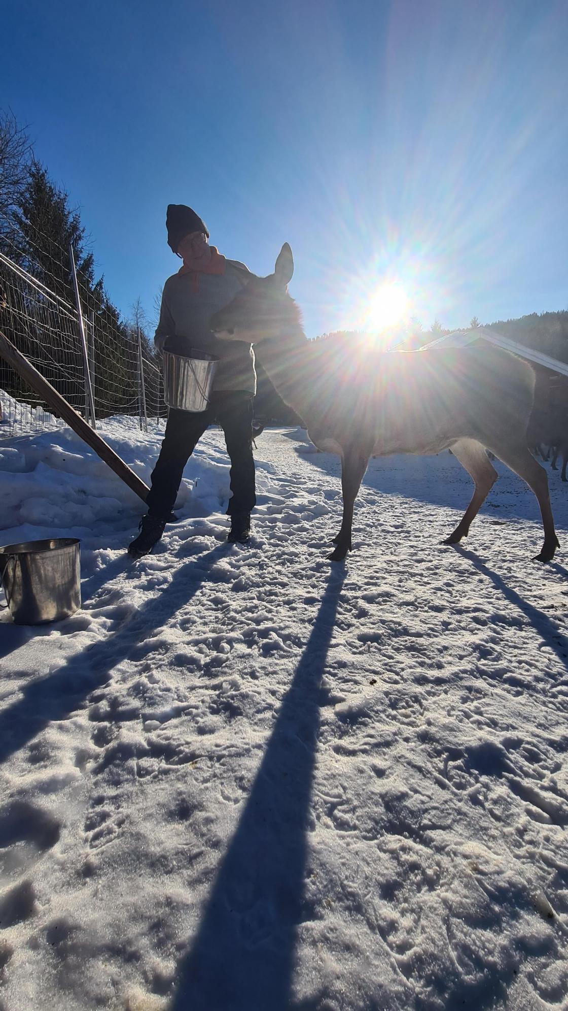 Morten Nystad Eiger av Siljanhjort