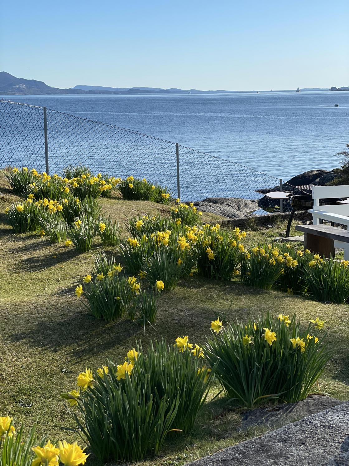 Nydelige fylte påskeliljer.