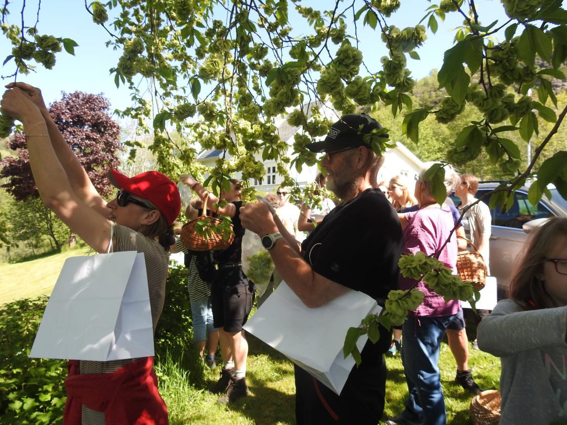 Almtreet har rikelig med frø som smaker godt