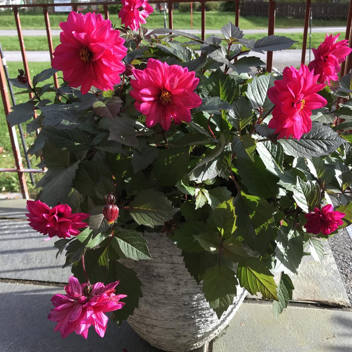 Georgina har trossa regn og styggever!