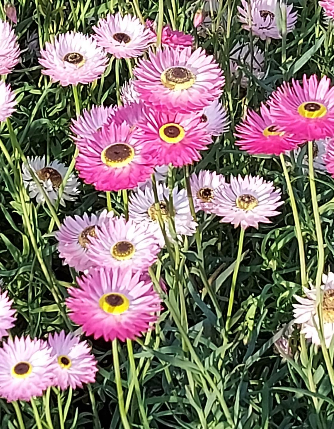Vi fyller 90 år med blomster fra Holo!